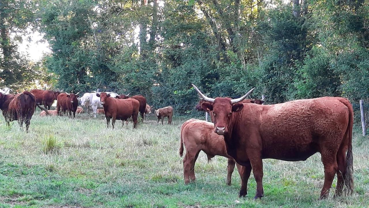 La Menagerie Otel Maigne Dış mekan fotoğraf